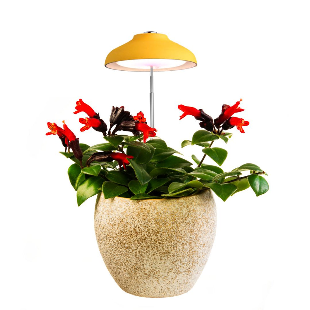 Lampada LED Per Piante Egle Con Timer - Luce A Spettro Completo, Altezza Regolabile, USB, 5W - Foto 14